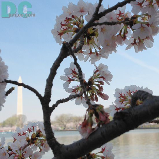 9:15 am EST, March 31, 2006. Injured limb is now dead. Please refrain from breaking cherry blossom branches. These special trees are a gift for everyone to enjoy.