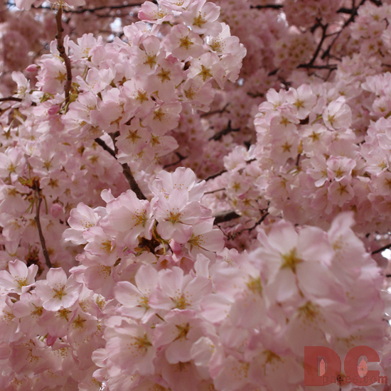 12:15 pm EST, April 01, 2006, Top view of cherry blossoms. Cloudy and Windy. Second Stage of Flower Bloom.