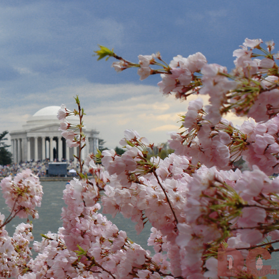 12:15 pm EST, April 01, 2006, Cherry Blossom View of the Jefferson Memorial. Cloudy and Windy. Second Stage of Flower Bloom.