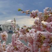 12:15 pm EST, April 01, 2006, Cherry Blossom View of the Jefferson Memorial. Cloudy and Windy. Second Stage of Flower Bloom.