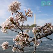 2006 Cherry Blossom Photos