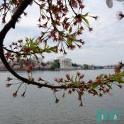 Monday, 10:00 am EST, April 3, 2006, Cherry Blossom View of the Jefferson Memorial. Clear and Sunny. Third Stage of Flower Bloom. 
