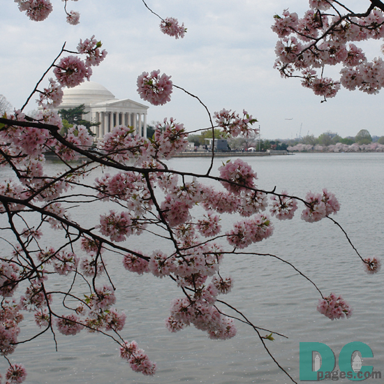 Monday, 10:00 am EST, April 3, 2006, Cherry Blossom View of the Jefferson Memorial. Clear and Sunny. Third Stage of Flower Bloom. 
