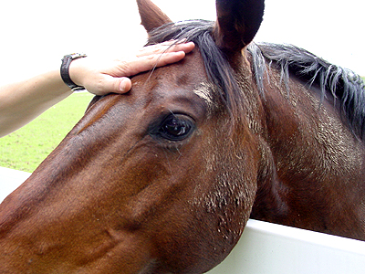 Friendly horses not to mention