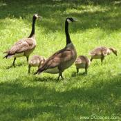 Two adult geese with three hatchlings