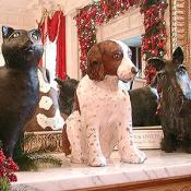 These are the current White House pets, Spot Fetcher, Barney, and India.  Spot Fetcher is the offspring of Millie (Barbara Bush's companion). Spot is the only pet to live in the White House for two administrations