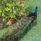 peacock cancun mexico