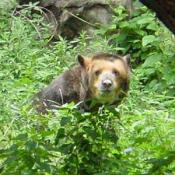 This is a Spectaculed Bear. They are very rare.