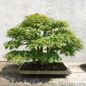 Japanese Maple, Acer palmatum, In training since 1906, Donated by Ryutaro Azuma