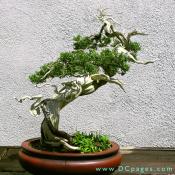Slanting bonsai. Chinese Juniper, Juniperus chinensis Sargentii. In training since 1905, Donated by Kenichi Oguchi