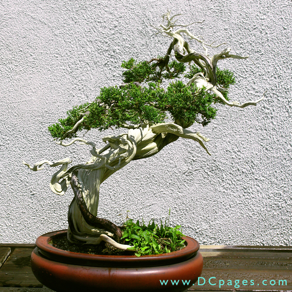 JUNIPERUS BONSAI GALLERY juniperus bonsai gallery:
