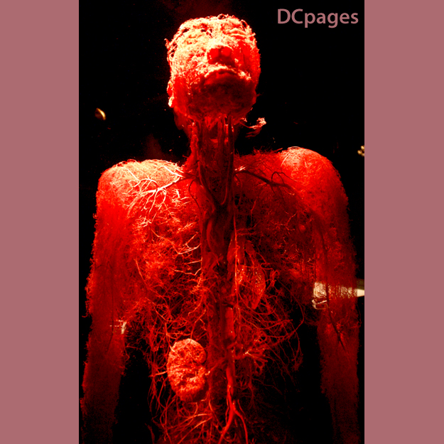 De-oxygenated blood enters the right atrium of the heart and flows into the right ventricle where it is pumped through the pulmonary arteries to the lungs. Pulmonary veins return the now oxygen-rich blood to the heart, where it enters the left atrium before flowing into the left ventricle. From the left ventricle the oxygen-rich blood is pumped out via the aorta, and on to the rest of the body.