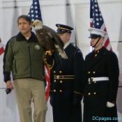 "Challenger" the American Bald Eagle