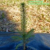 Adopt-A-Tree-Arianna-Nesbitt