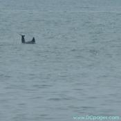 Ocean City - It is not uncommon in Ocean City to see dolphins from  the beach.