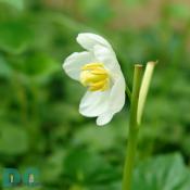 White wild flower found in Rock Creek Park.