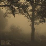 The mist shrouded a stalwart tree overlooking skyline drive. There appeared to be a siloutte of a man inviting us to begin our investigation. 