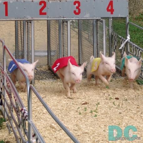 Montgomery County Agricultural Fair