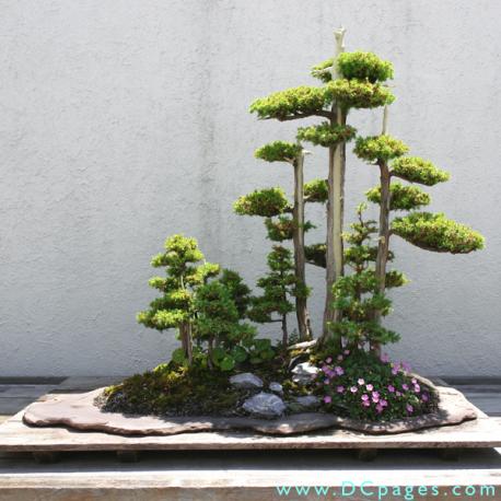 National Bonsai and Penjing Museum