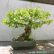 Japanese Persimmon, Diospyros kaki, In training since 1893, Donated by King Hassen II.