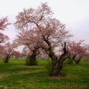 Wednesday, 12:34 pm EST, April 4, 2007, the original 1909 trees can be found between the 8 and 9 holes on the White Course of East Potomac Golf course. They are a 5 minute walk from the Tidal Basin.