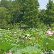 Field of Pink Lotus Blossoms