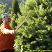 Tree knives made of sharpened old band saw blades are used to shear the Christmas Trees. A good wooden handle makes the cut clean. You can order a scotch pine online. Visit Santa's Forest