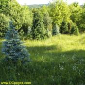 Christmas trees in a meadow.