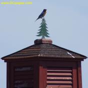 A blue bird on the Christmas Tree cap on the steeple. The eastern bluebird, Sialia sialis, is among the first spring arrivals in the North. It is about 7 in. (17.8 cm) long. The plumage of the male appears vivid blue in bright light and black at a distance; the breast is cinnamon-red, the under parts white. 