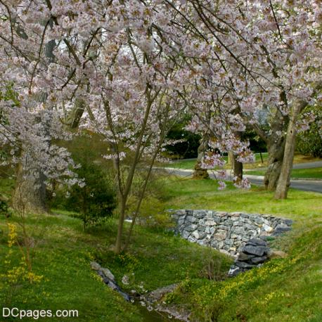 Cherry Blossoms: Kenwood, Maryland