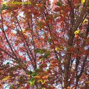 Fall leaves of a Northern Red Oak. Change for green to bright red.