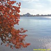 The Yoshino cherry tree leaves are ruby-red. Thomas Jefferson Memorial in background.