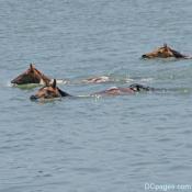 Ponies swimming in Assateague Channel