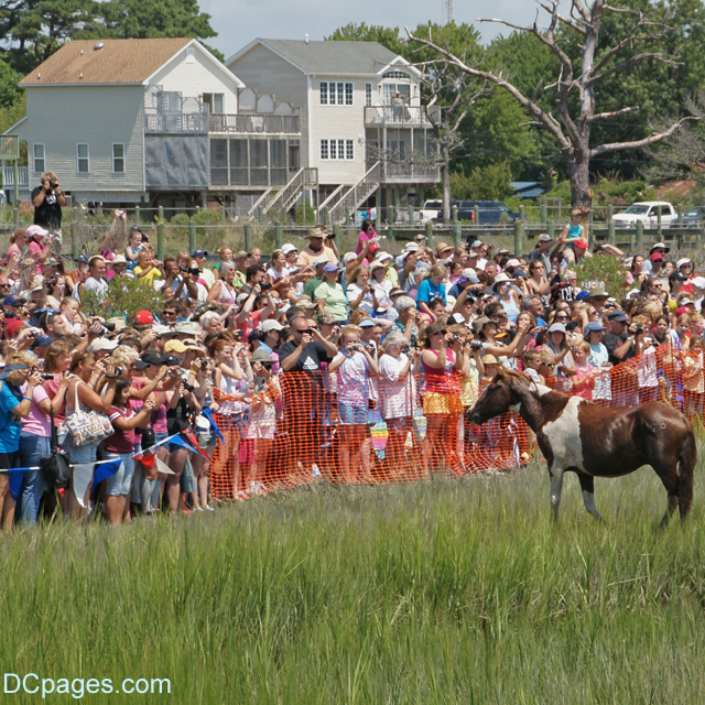 Pony admiring crowds gather