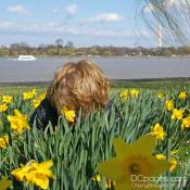Smelling the Daffodils