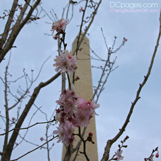 First, 2012 Cherry Blossoms in Washington, DC.