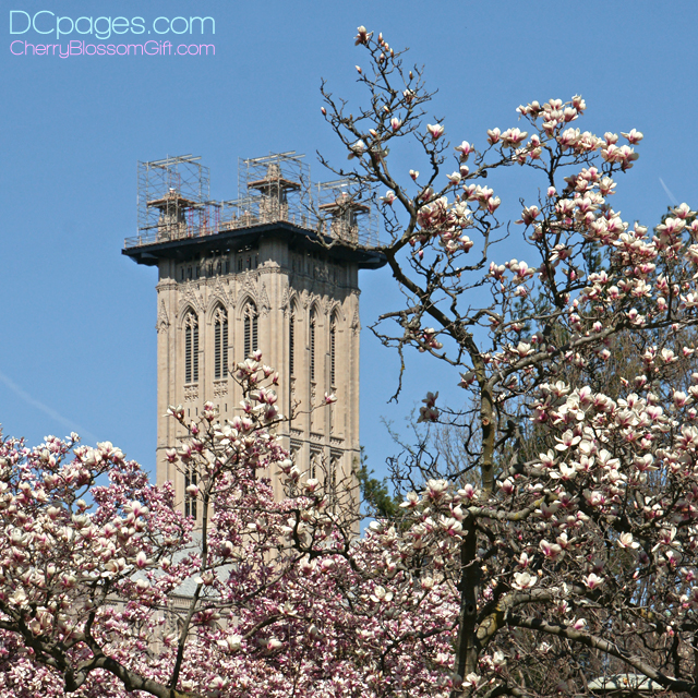 Saucer Magnolias blooms surround damaged National Cathedral