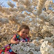Baby Girl Surrounded by Japanese Cherry Blossoms.