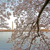 Washington Monument peeking through the cherry trees