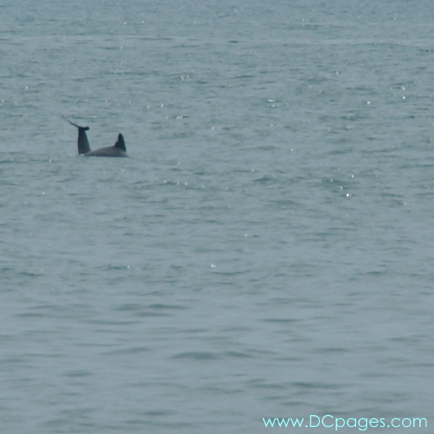 Ocean City - It is not uncommon in Ocean City to see dolphins from  the beach.