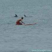 Ocean City - This surfer gets an up close view of these curious dolphins.
