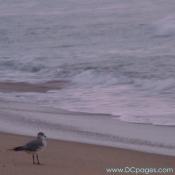 Ocean City - The early bird catches the worm, or in this case little sea creature.