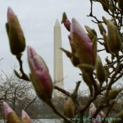 Tulip tree view of the Washington Monument from the George Mason Memorial Garden.