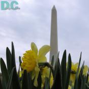 Daffodil flower view of the Washington Monument.