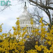 Forsythia flower view of the United States Capitol Building.