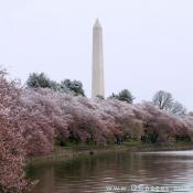 Snow covered cherry trees around the tidal basin. George Washington Monument is in the background.