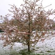 Crab Apple tree covered in snow.