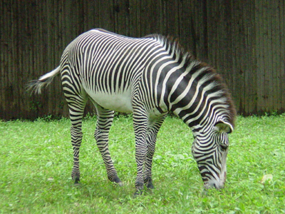 The National Zoo has two Grevy's Zebras