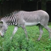 This  Zebra is fed herbivore pellets and grass.