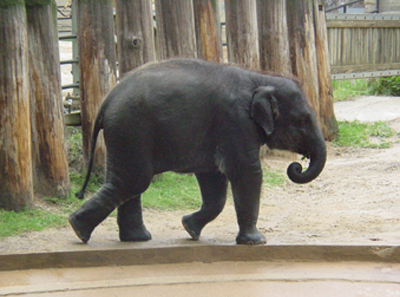 This is Kandula, a 2 1/2 year old baby asian elephant